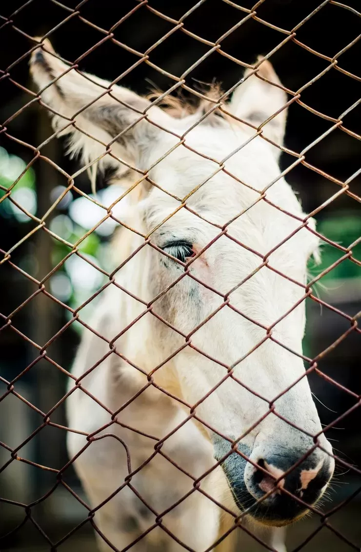 Animal Protection Iron Bending